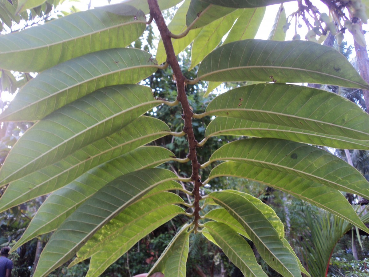 Annona reticulata L.